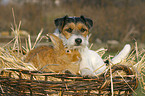 dog and rabbit