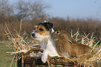 dog and rabbit