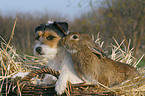 dog and rabbit