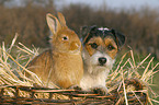 dog and rabbit