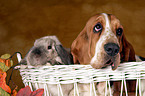 Basset Hound and lop-eared rabbit