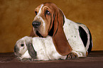 Basset Hound and lop-eared rabbit