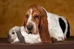 Basset Hound and lop-eared rabbit