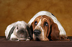 Basset Hound and lop-eared rabbit