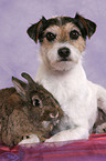 dog and rabbit