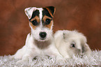 young Jack Russell Terrier and rabbit