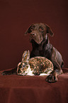 Labrador with bunny