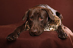 Labrador with bunny