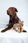 Labrador with bunny