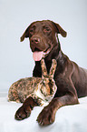 Labrador with bunny