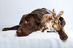 Labrador with bunny