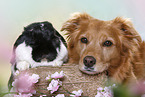 dog and rabbit