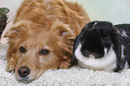 dog and rabbit