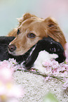 dog and rabbit