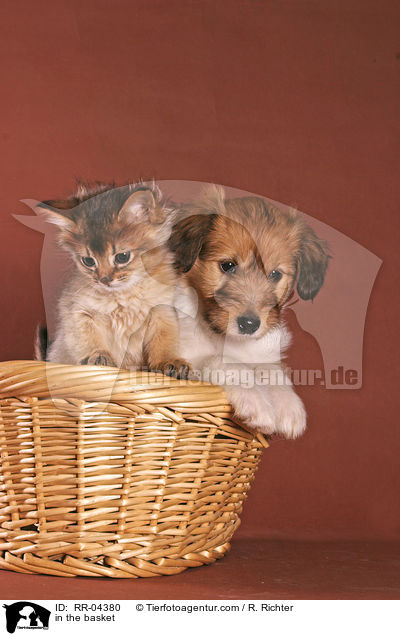 in the basket / RR-04380