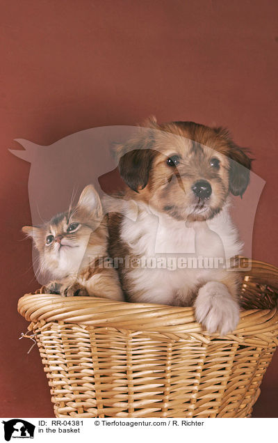 in the basket / RR-04381