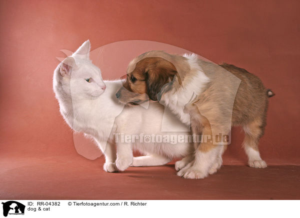 dog & cat / RR-04382