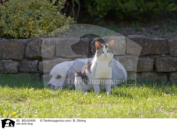 cat and dog / BD-00490