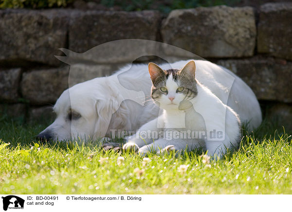 Hund und Katze / cat and dog / BD-00491