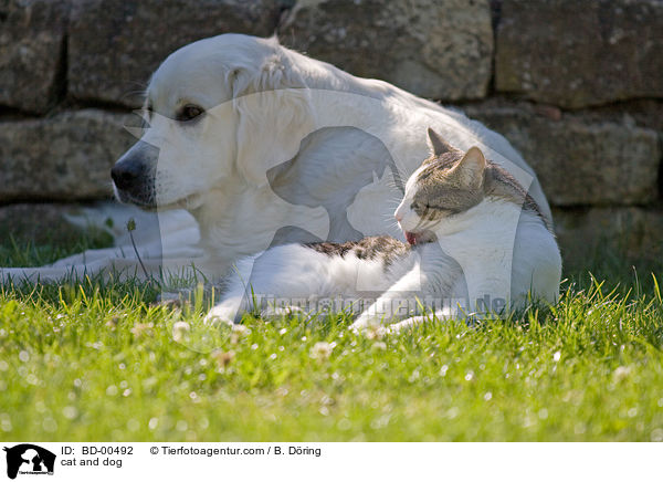 Hund und Katze / cat and dog / BD-00492