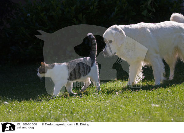 Hund und Katze / cat and dog / BD-00500