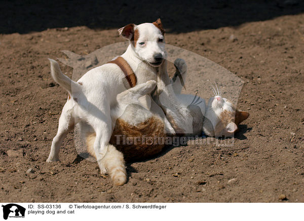 Hund und Katze beim Spielen / playing dog and cat / SS-03136