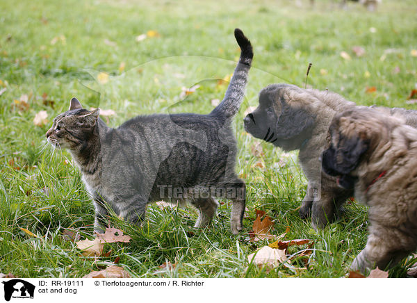 cat and dog / RR-19111