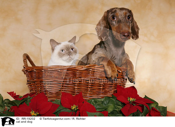cat and dog / RR-19202