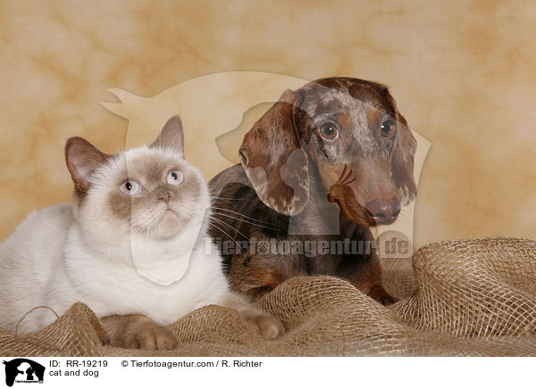 Hund und Katze / cat and dog / RR-19219