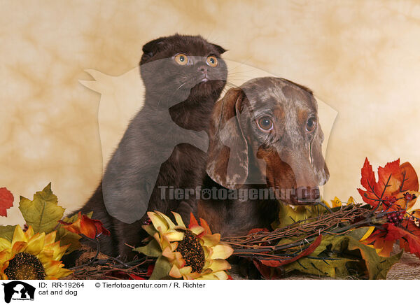 Hund und Katze / cat and dog / RR-19264