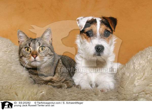 junger Parson Russell Terrier und Katze / young Parson Russell Terrier and cat / SS-20282