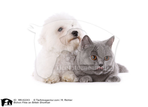 Bichon Frise und Britisch Kurzhaar / Bichon Firse an British Shorthair / RR-42243