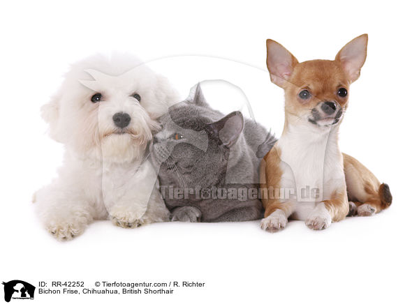 Bichon Frise, Chihuahua, British Shorthair / RR-42252