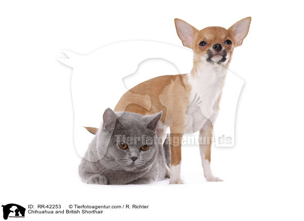 Chihuahua and British Shorthair / RR-42253