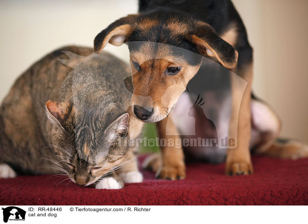 Hund und Katze / cat and dog / RR-48446