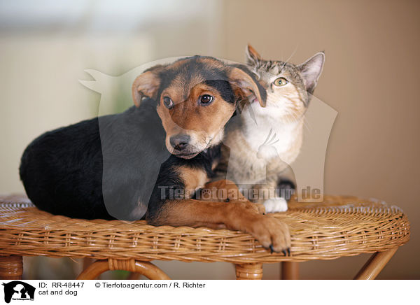 Hund und Katze / cat and dog / RR-48447
