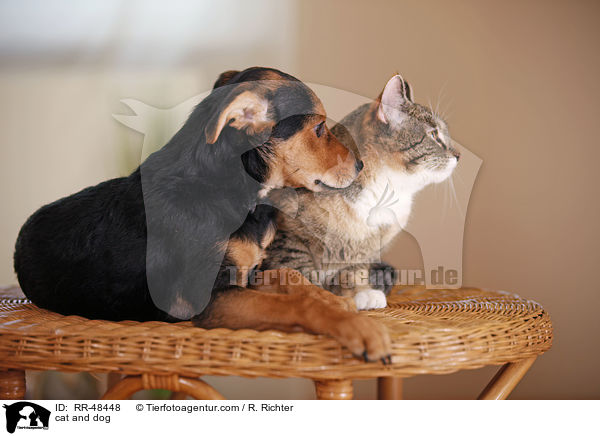Hund und Katze / cat and dog / RR-48448