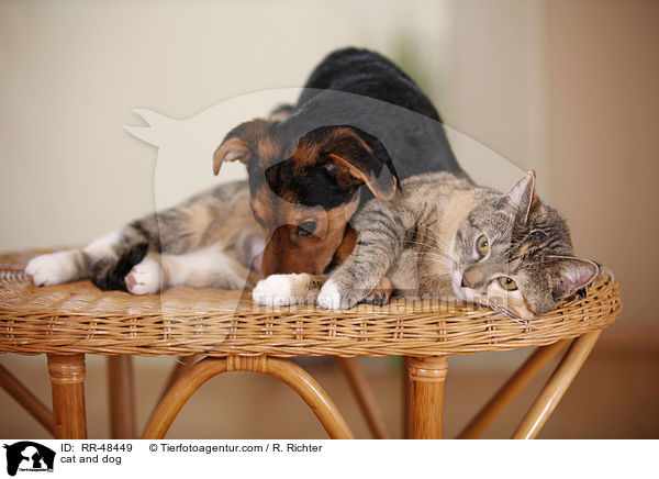 Hund und Katze / cat and dog / RR-48449