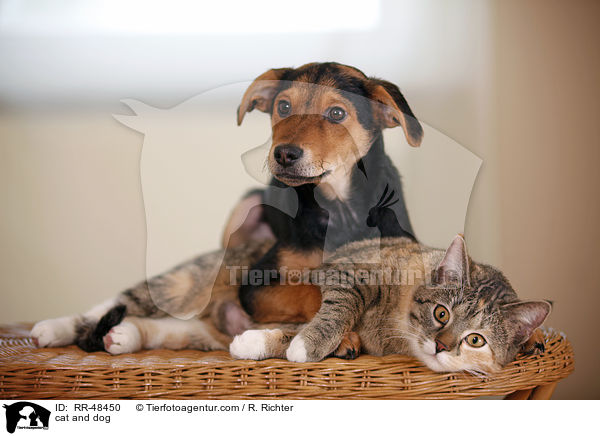 Hund und Katze / cat and dog / RR-48450