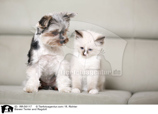 Biewer Terrier und Ragdoll / Biewer Terrier and Ragdoll / RR-56117