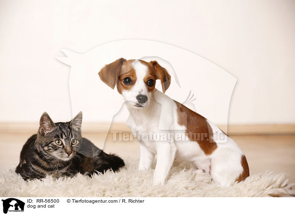 Hund und Katze / dog and cat / RR-56500