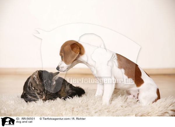 dog and cat / RR-56501