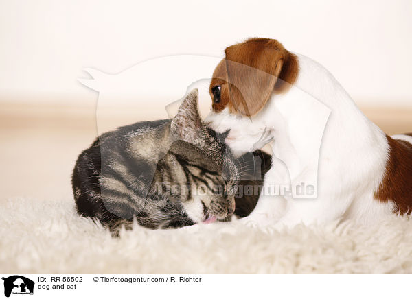 Hund und Katze / dog and cat / RR-56502