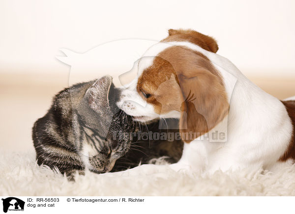 dog and cat / RR-56503