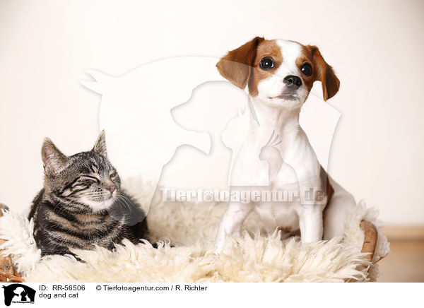 dog and cat / RR-56506
