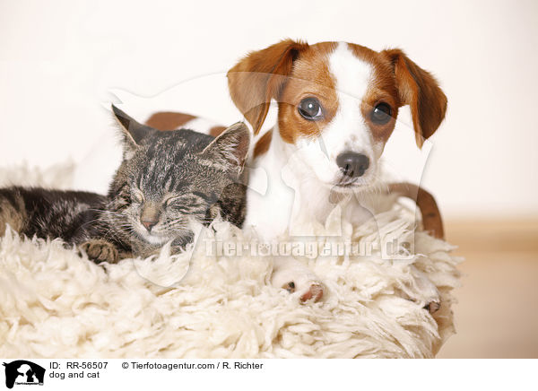 dog and cat / RR-56507