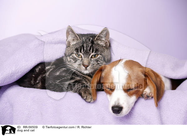 Hund und Katze / dog and cat / RR-56509