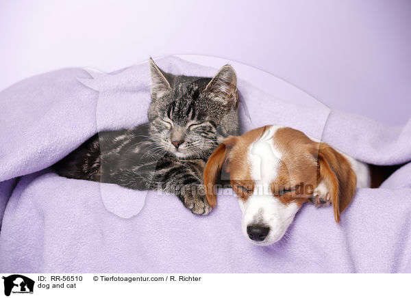 Hund und Katze / dog and cat / RR-56510