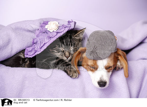Hund und Katze / dog and cat / RR-56513