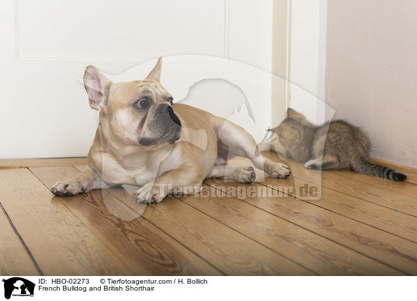 Franzsische Bulldogge und Britisch Kurzhaar / French Bulldog and British Shorthair / HBO-02273